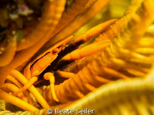 Yellow feather star squat lobster by Beate Seiler 
